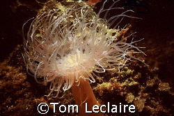 Tube dwelling anenome by Tom Leclaire 